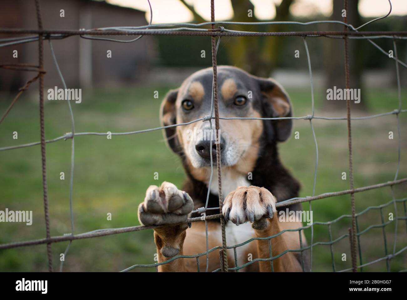 A black and brown dog behind a grid looking right in the camera Stock Photo