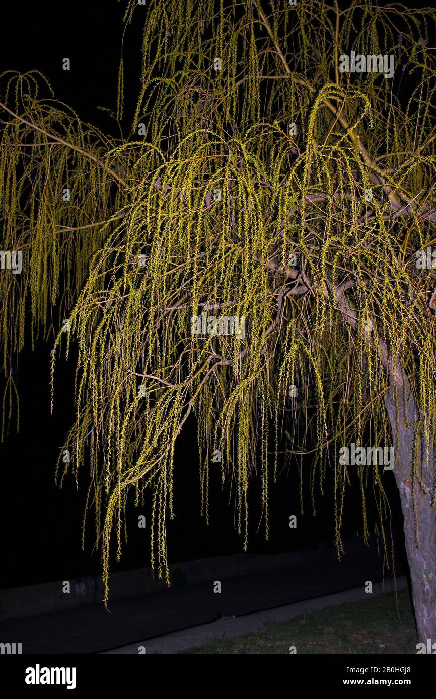 Close up weeping willow on black background – Royalty Free Stock photo ...