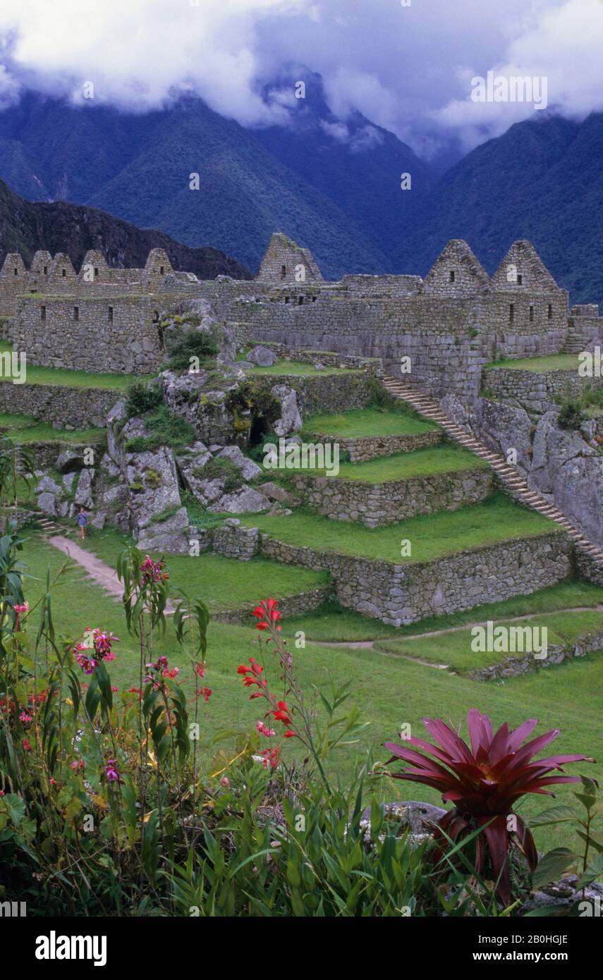 Sacred flower of the incas hi-res stock photography and images - Alamy