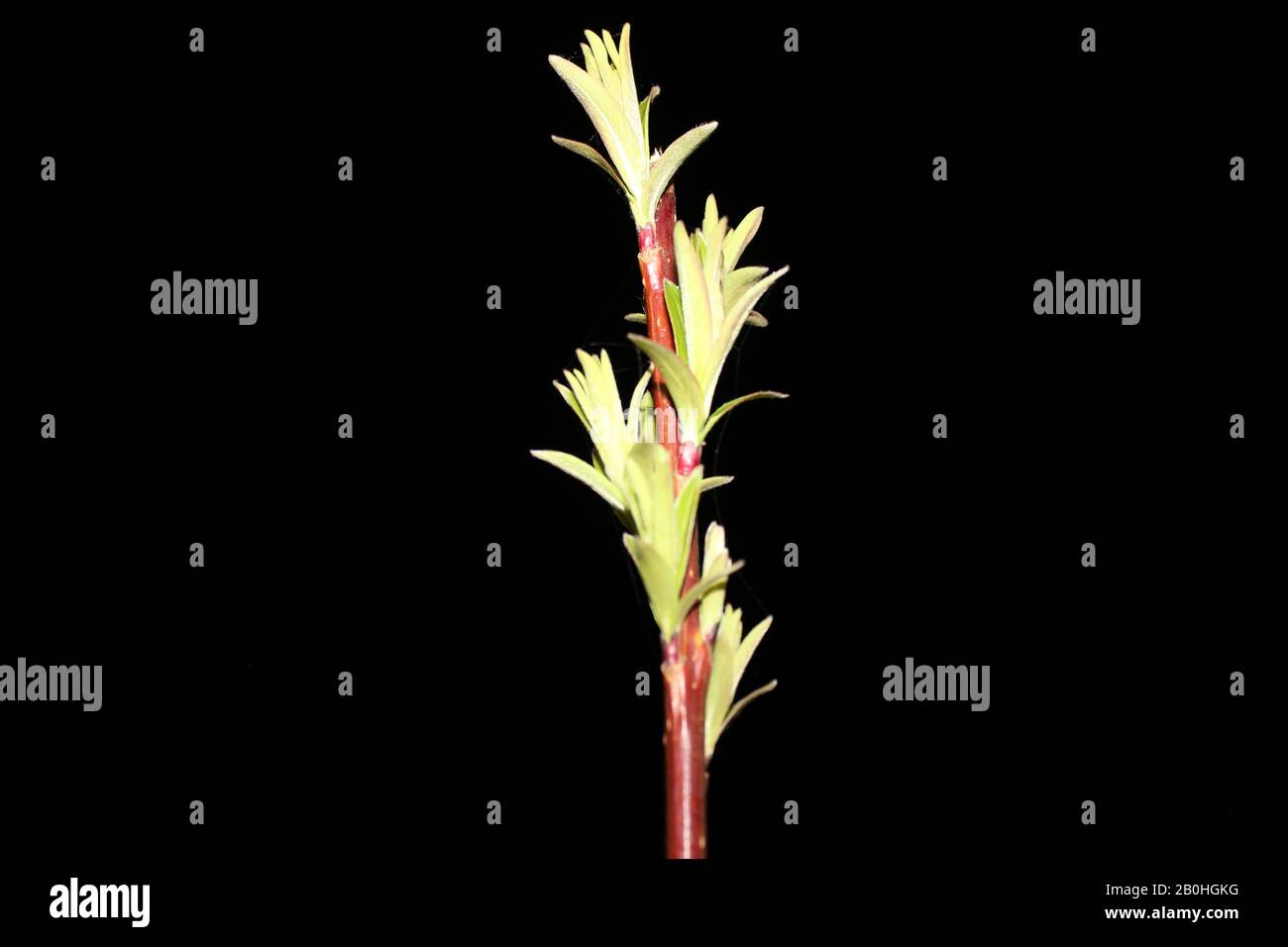 Close up weeping willow on black background – Royalty Free Stock photo ...