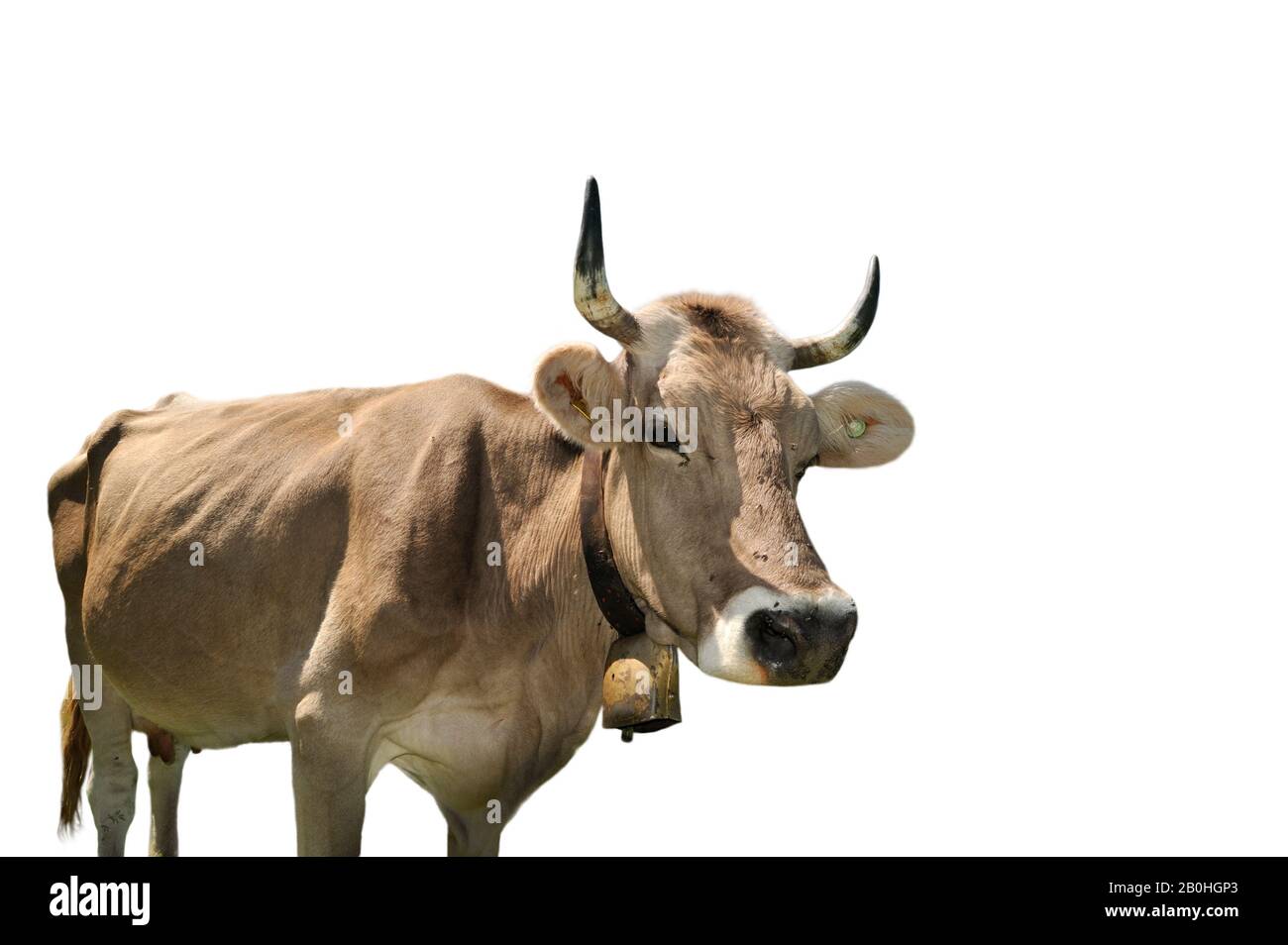 Alpine cow (Bos taurus) with cowbell against white background Stock Photo