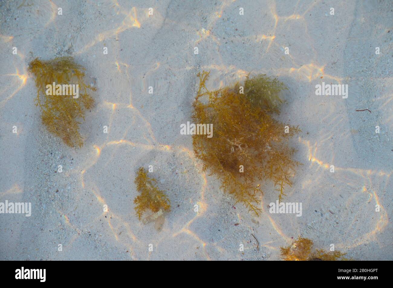 Seaweed in the clear shallow waters of Guardalavaca beach, Holguin