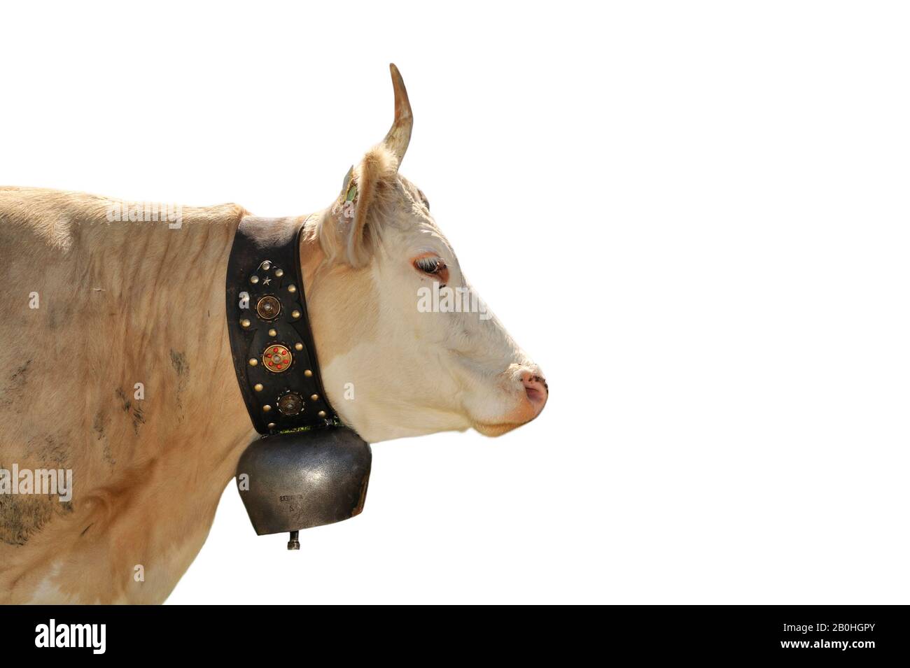 Alpine cow (Bos taurus) with cowbell against white background Stock Photo