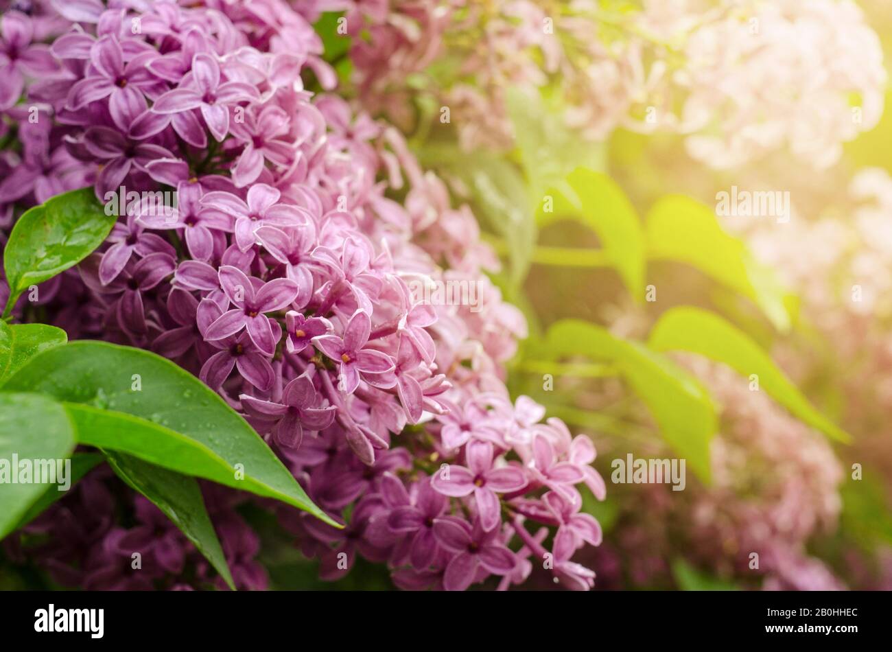 Beautiful purple lilac flowers. Macro photo of lilac spring flowers ...