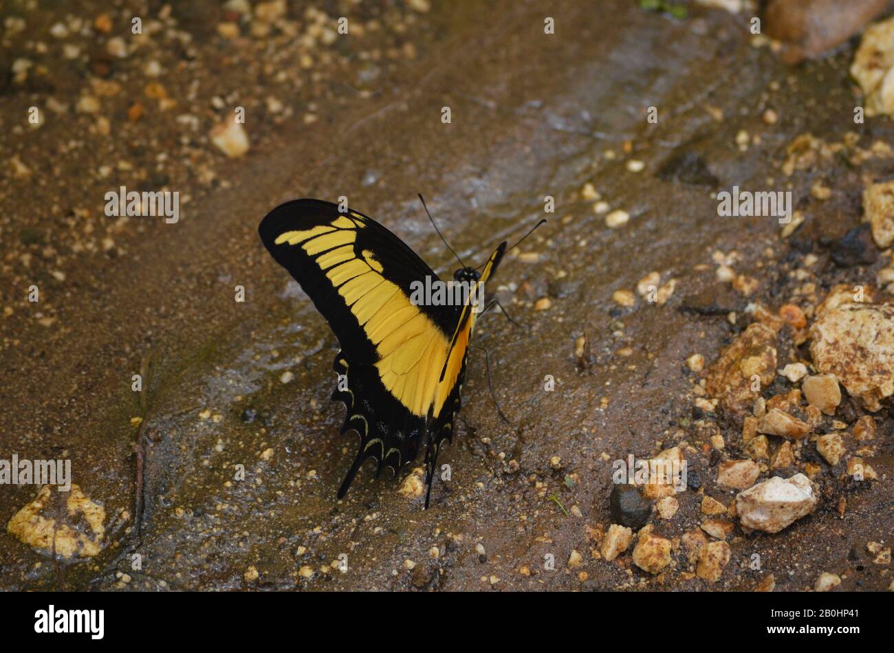 A butterfly absorbing mineral salts from the wet soil by a small stream, southern Cuba Stock Photo