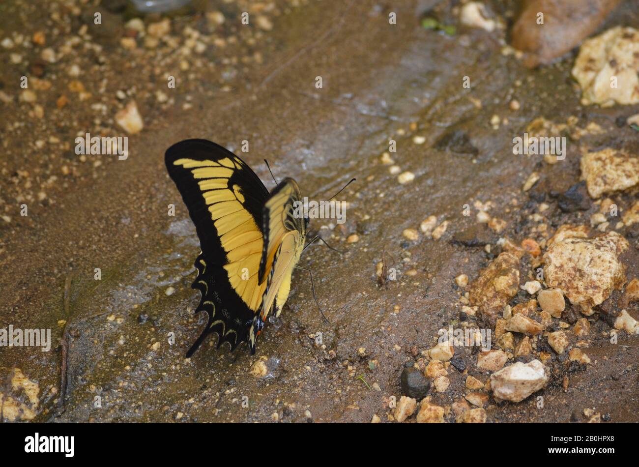 A butterfly absorbing mineral salts from the wet soil by a small stream, southern Cuba Stock Photo