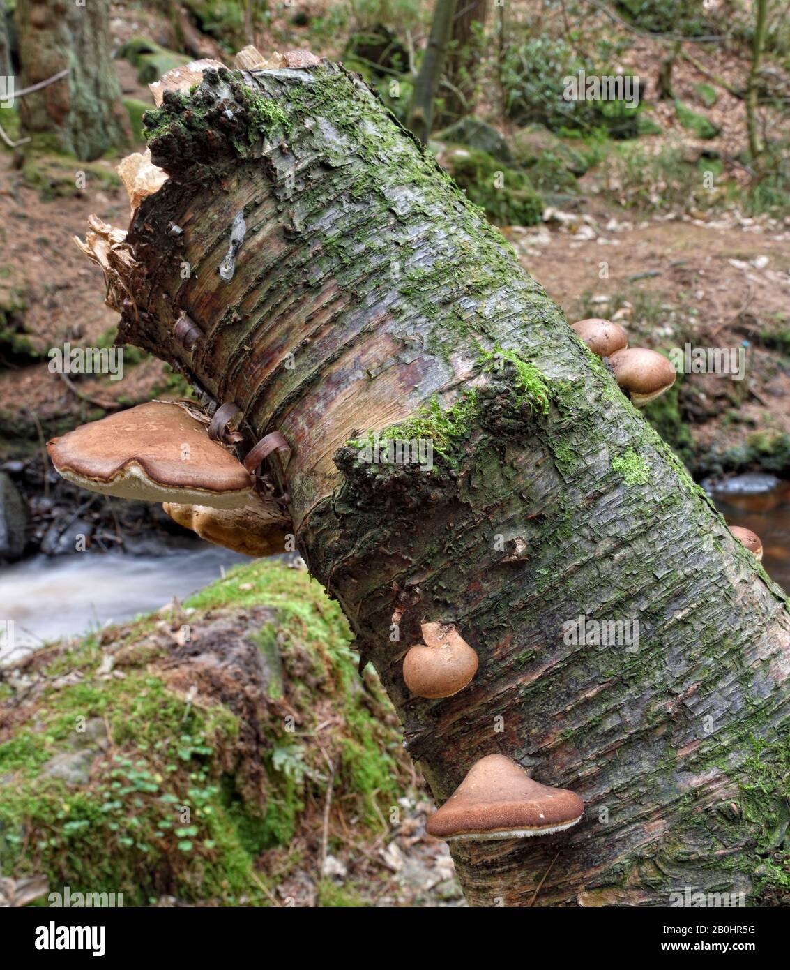 Tree fungi growing on a UK woodland Stock Photo