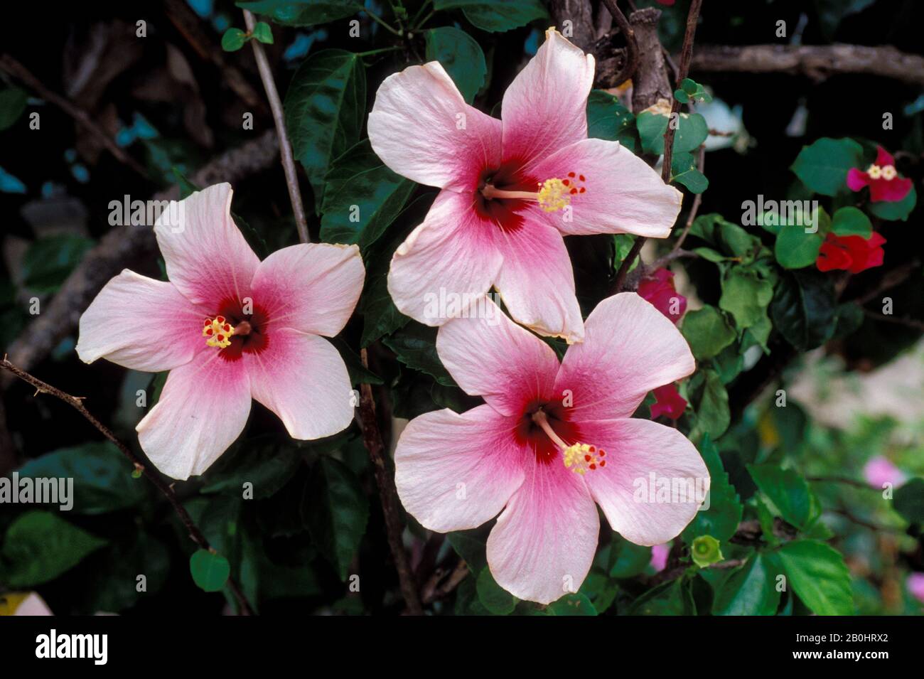 PUERTO RICO, HIBISCUS FLOWERS Stock Photo Alamy