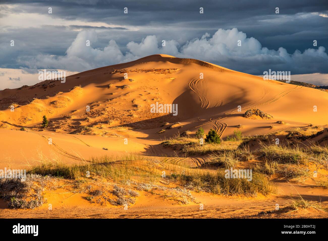 Hummocks aka clumps of plants at dunes, ATV tracks, sunset, Coral Pink
