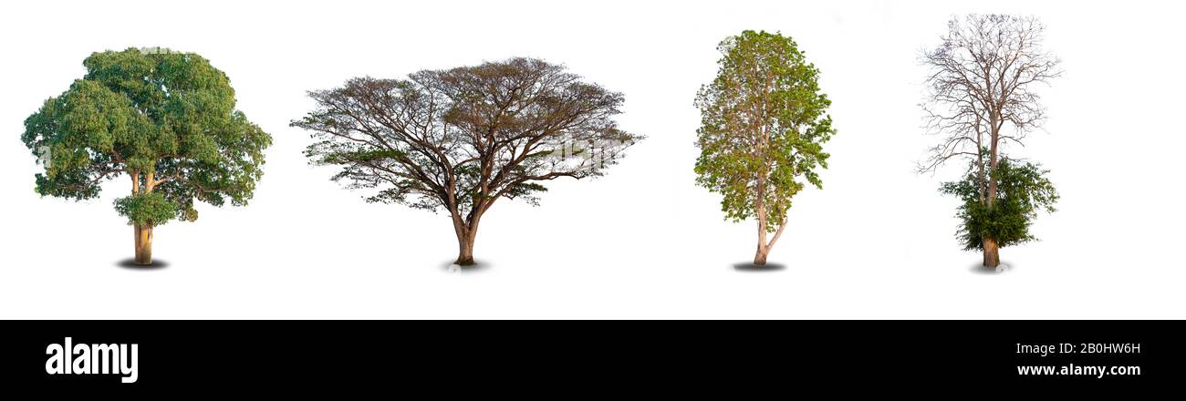 Collection four big tree at white background Stock Photo
