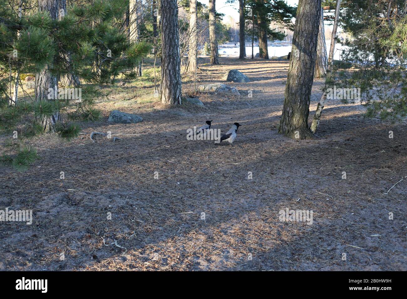 Two hooded crow (corvus corone cornix) birds in a forest in Espoo, Finland. In this photo you see the birds, multiple pine trees, rocks and sand. Stock Photo
