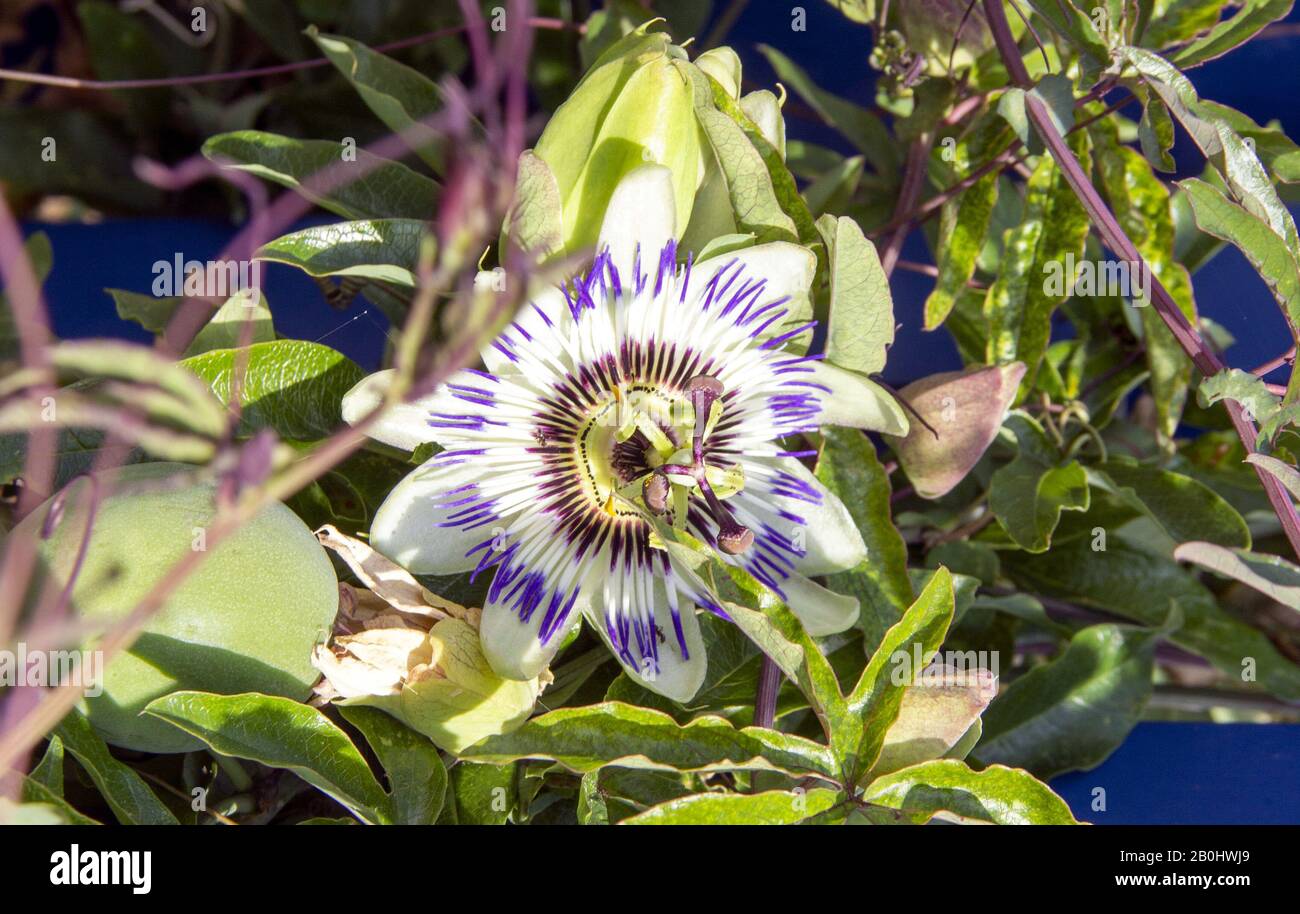 The blue passion flowers Passifloraceae are a plant family within the