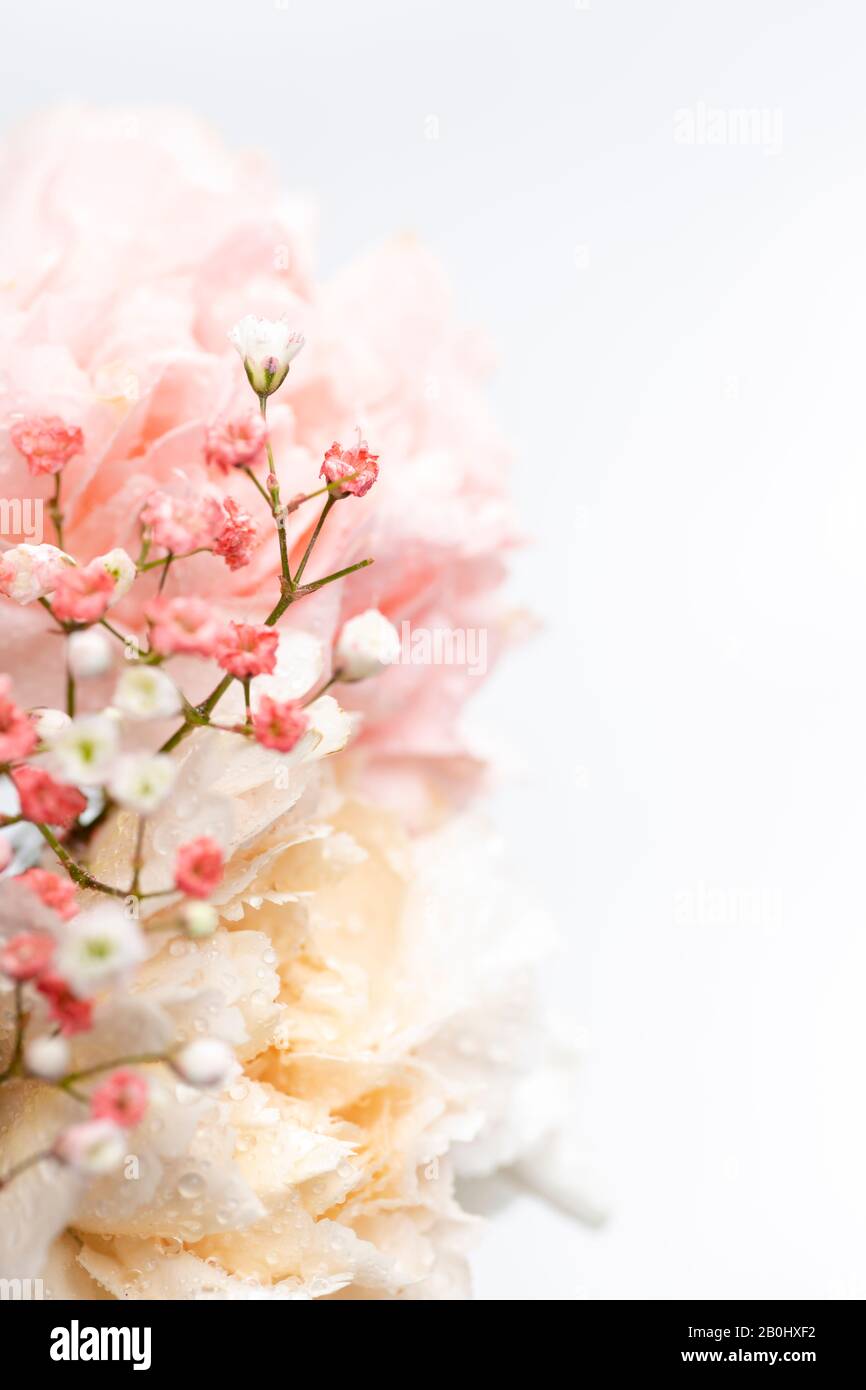 Still life of flowers on white background Stock Photo - Alamy