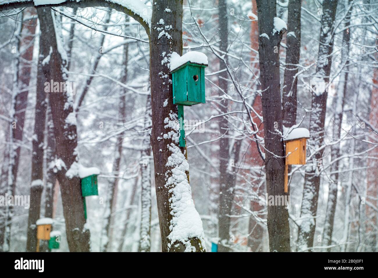 Birdhouses on the trees in snowy winter Stock Photo Alamy
