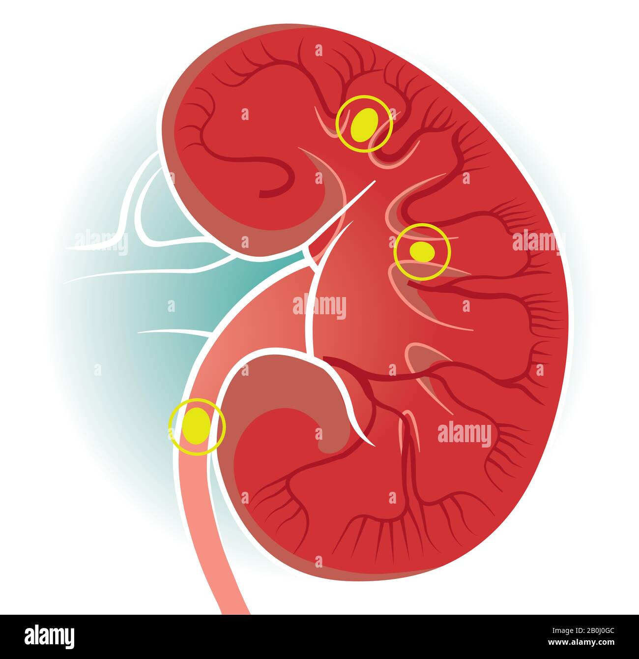 Woman kidney bean Stock Vector Images Alamy