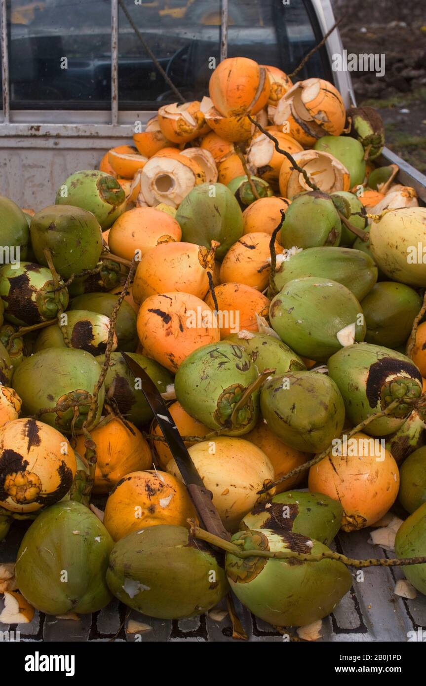 DOMINICA, ROSEAU, MARKET SCENE WITH COCONUT Stock Photo Alamy