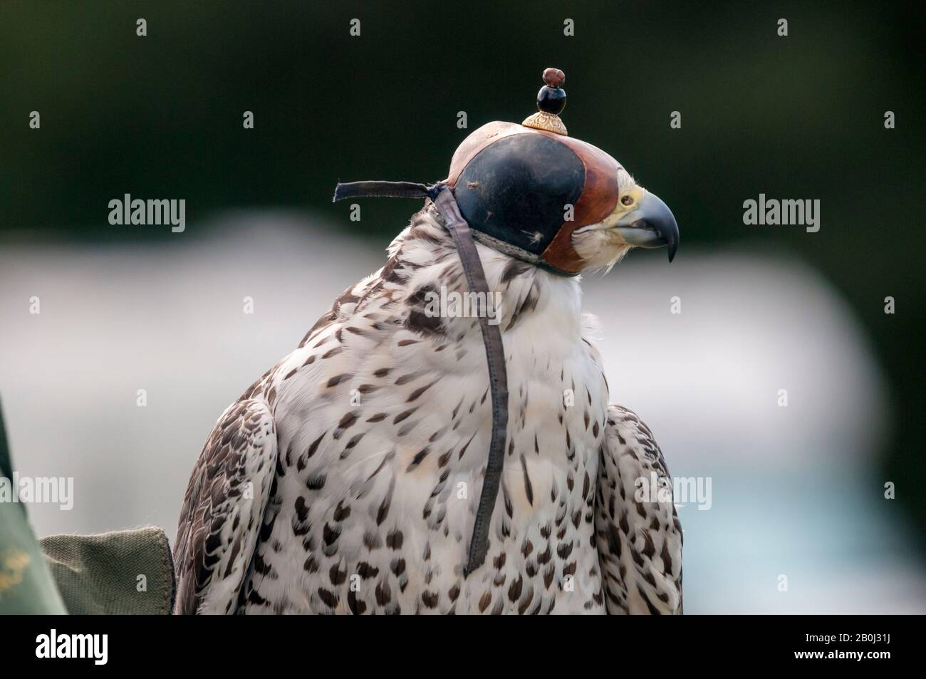 A hooded gyrfalcon and saker falcon cross at a falconry display. Stock Photo