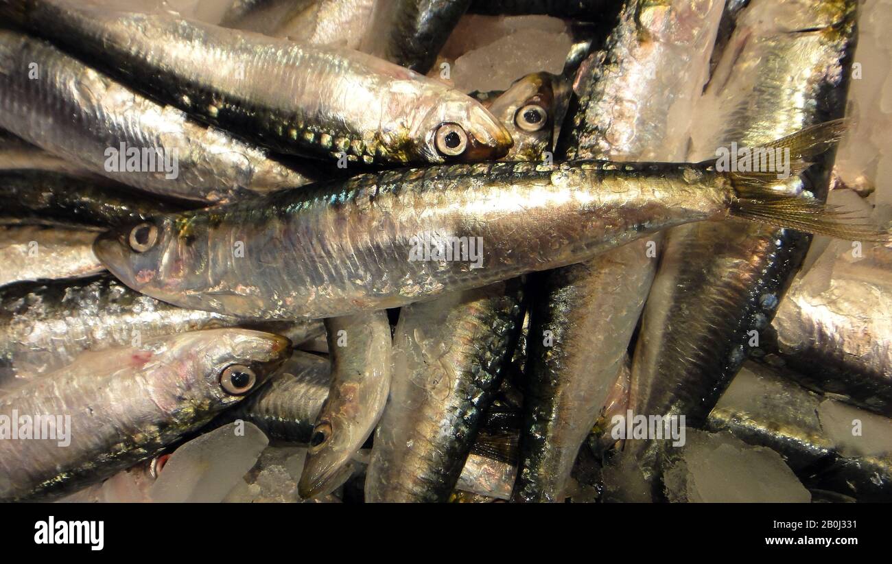 fresh anchovies, seafood Stock Photo Alamy