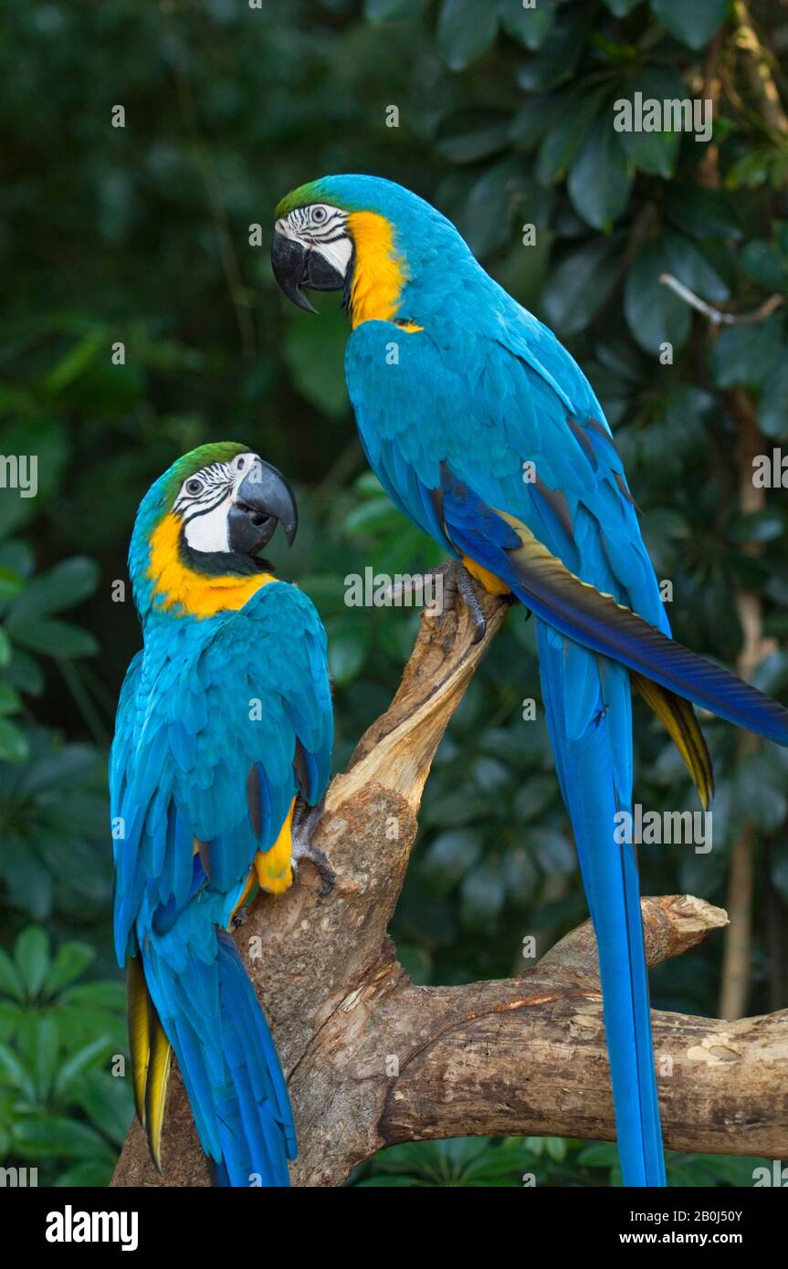 BRAZIL, IGUASSU, BLUEANDYELLOW MACAWS, Ara ararauna Stock Photo Alamy