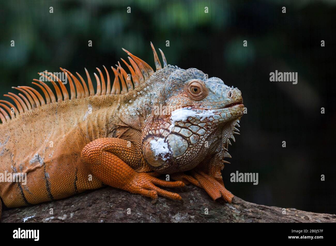 BRAZIL, IGUASSU, IGUANA, Iguana iguana, WITH DESINFECTION CREAM Stock Photo