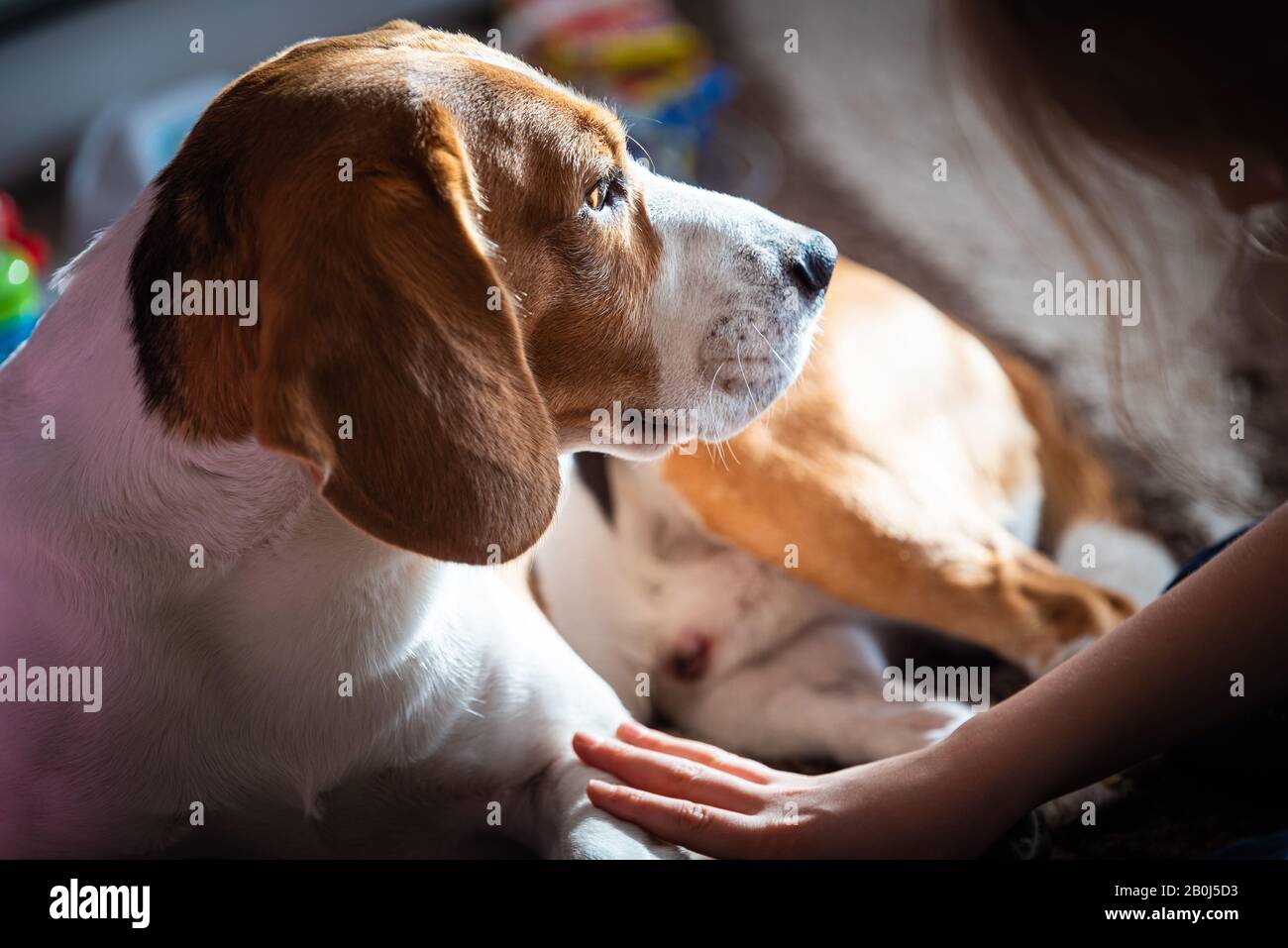 Beagle dog tired sleeps on a carpet floor, child grabbing dogs paw