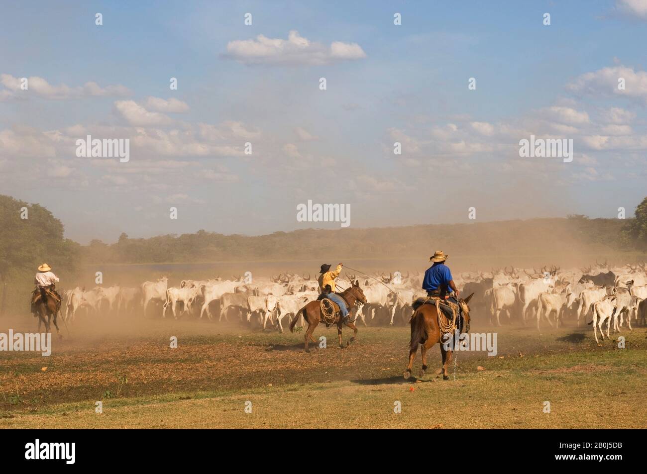 BRAZIL, MATO GROSSO, PANTANAL, REFUGIO ECOLOGICO CAIMAN, RANCH, COWBOYS ...