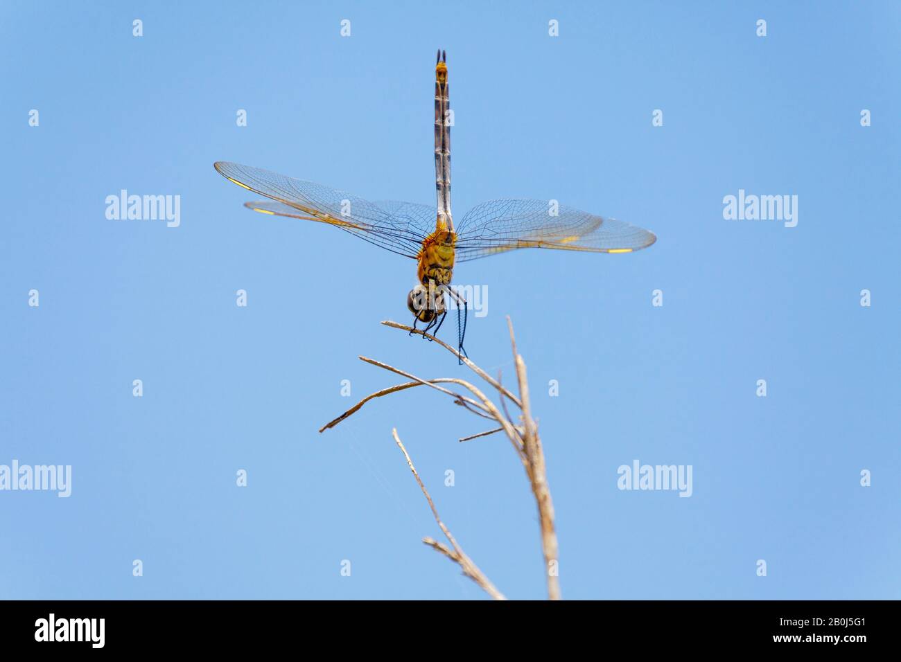 Orange meadowhawk, Everglades, Florida Stock Photo