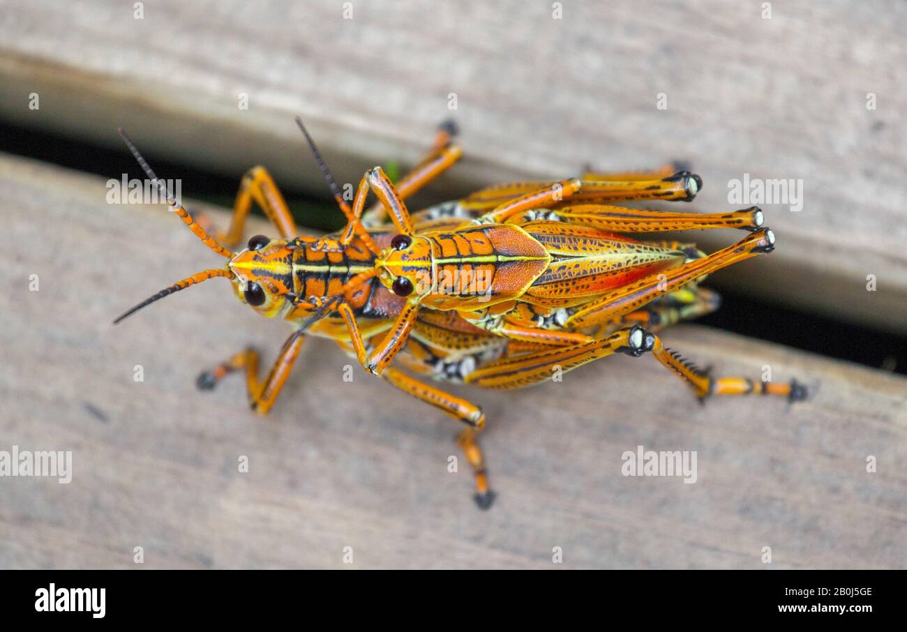 Giant Eastern Lubber grasshoppers mating, Everglades Stock Photo