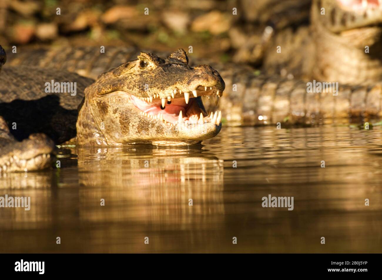Caiman Rio BRAZIL, MATO GROSSO, PANTANAL, REFUGIO ECOLOGICO CAIMAN, RIO AQUIDAUANA ...