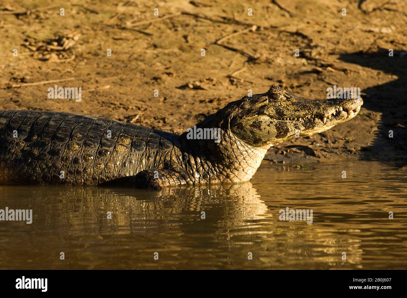 Caiman Rio BRAZIL, MATO GROSSO, PANTANAL, REFUGIO ECOLOGICO CAIMAN, RIO AQUIDAUANA ...