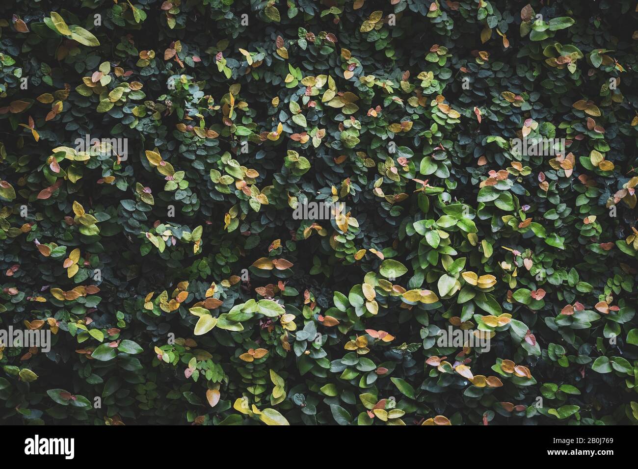 Leaves of different colors of a garden hedge Stock Photo