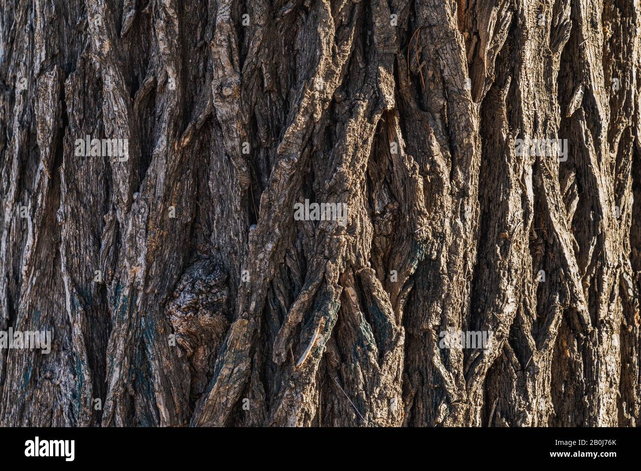 Elm tree bark hi-res stock photography and images - Alamy