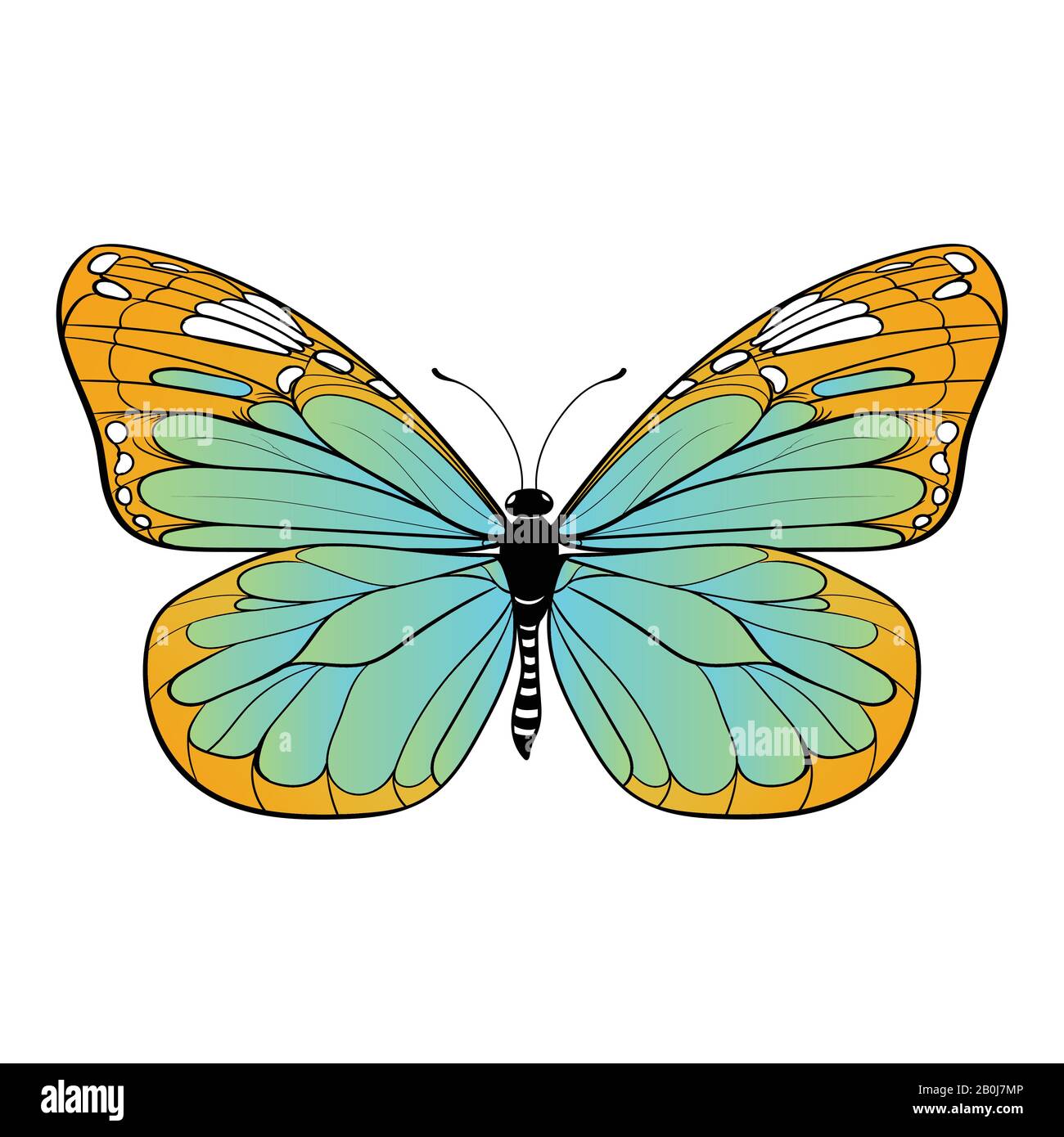 colourful butterfly on white background Vector illustration Stock Vector