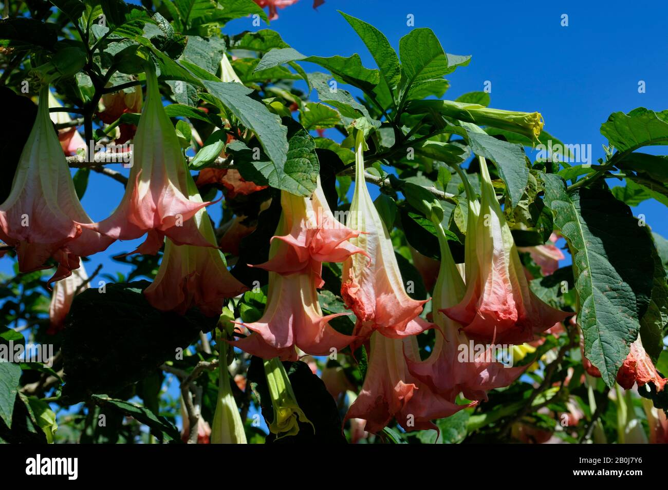 COSTA RICA, ALAJUELA, DOKA ESTATE, COFFEE PLANTATION, TRUMPET FLOWERS
