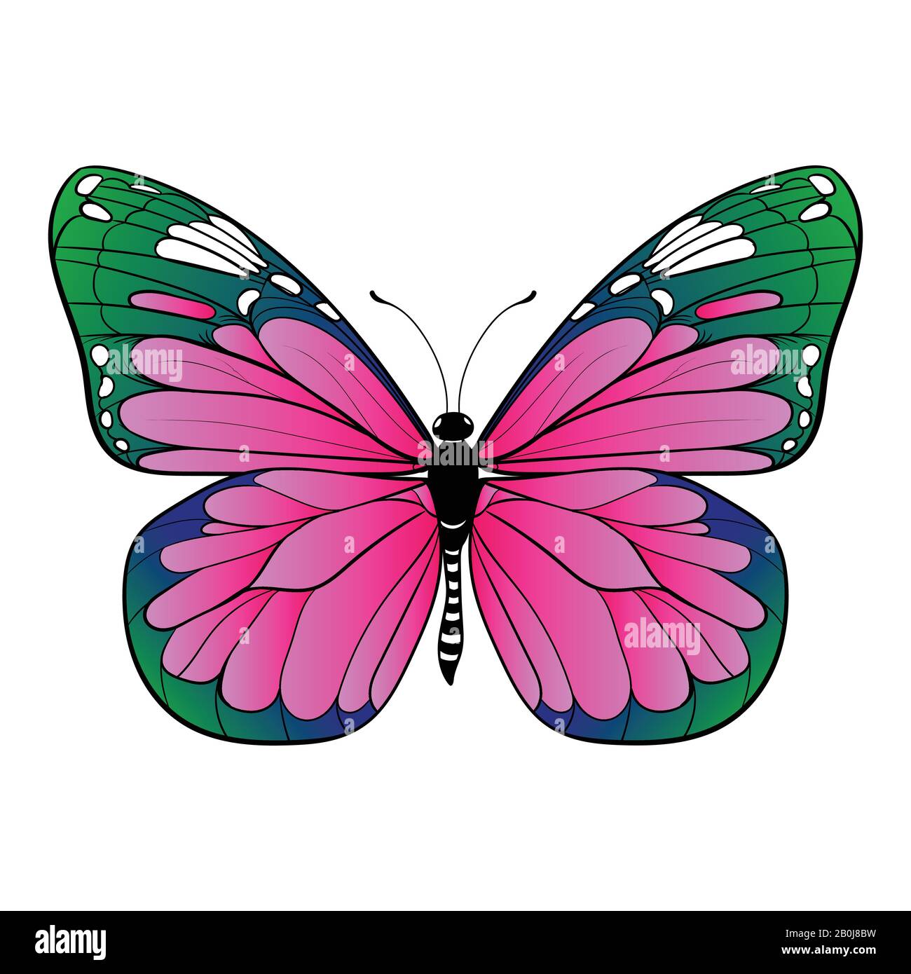 colourful butterfly on white background Vector illustration Stock ...