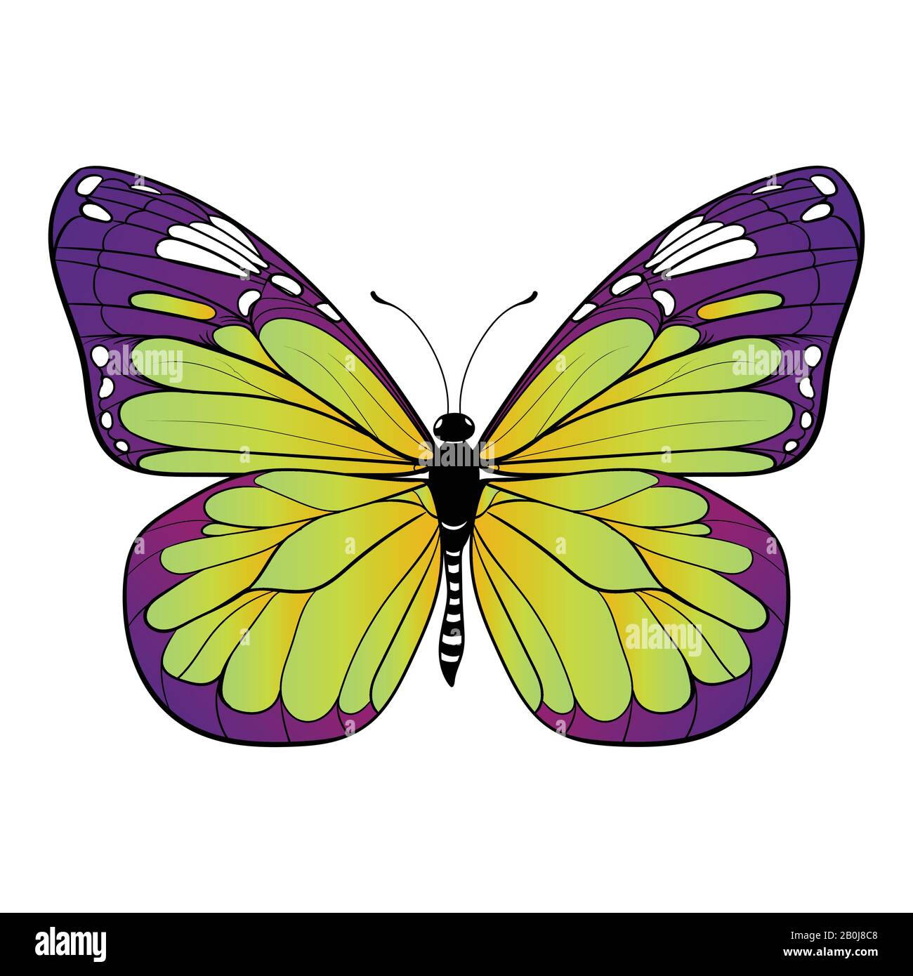 colourful butterfly on white background Vector illustration Stock ...