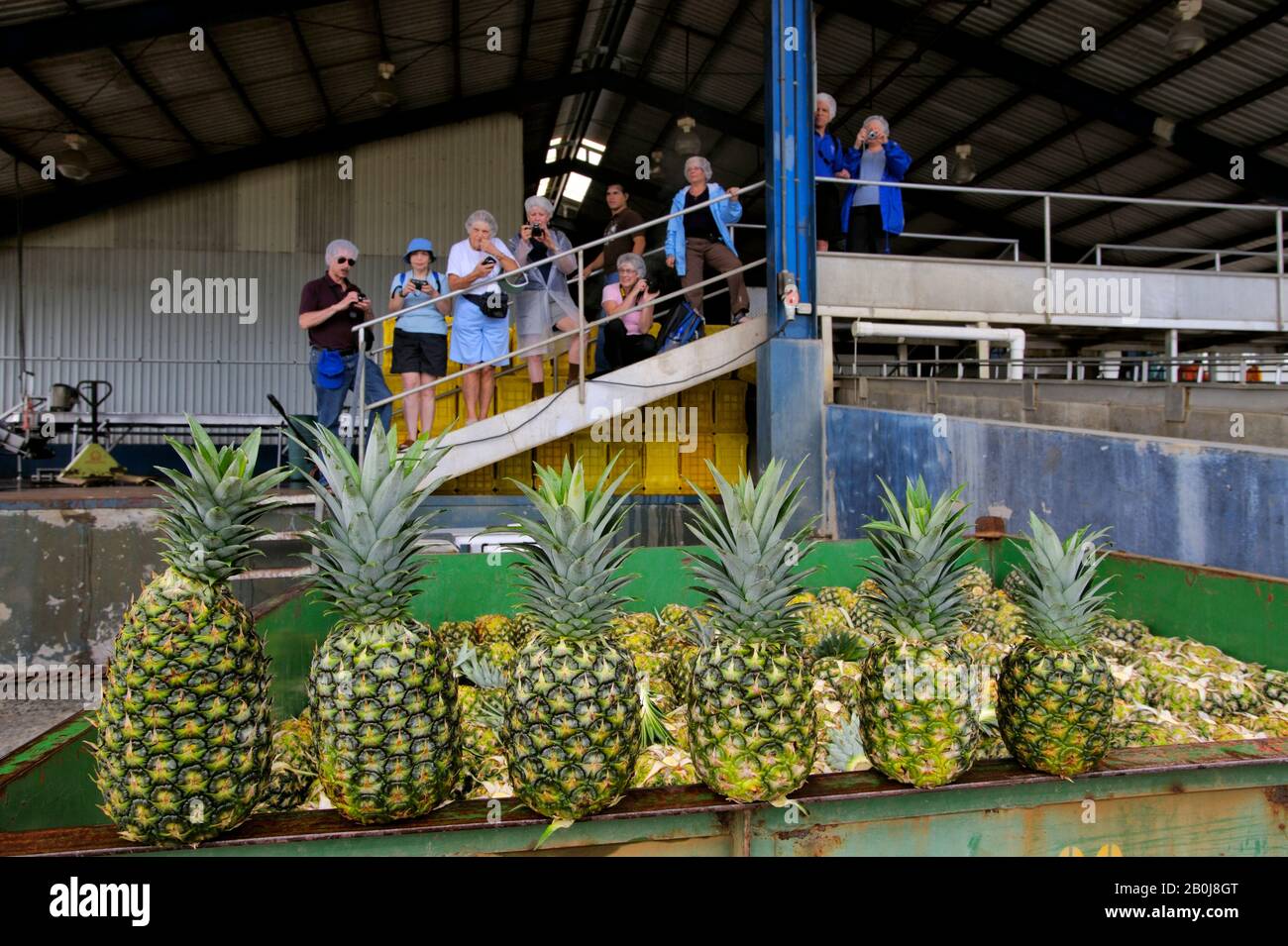 COSTA RICA, NEAR LA VIRGEN DE SARAPIQUI, COLLIN STREET BAKERY PINEAPPLE