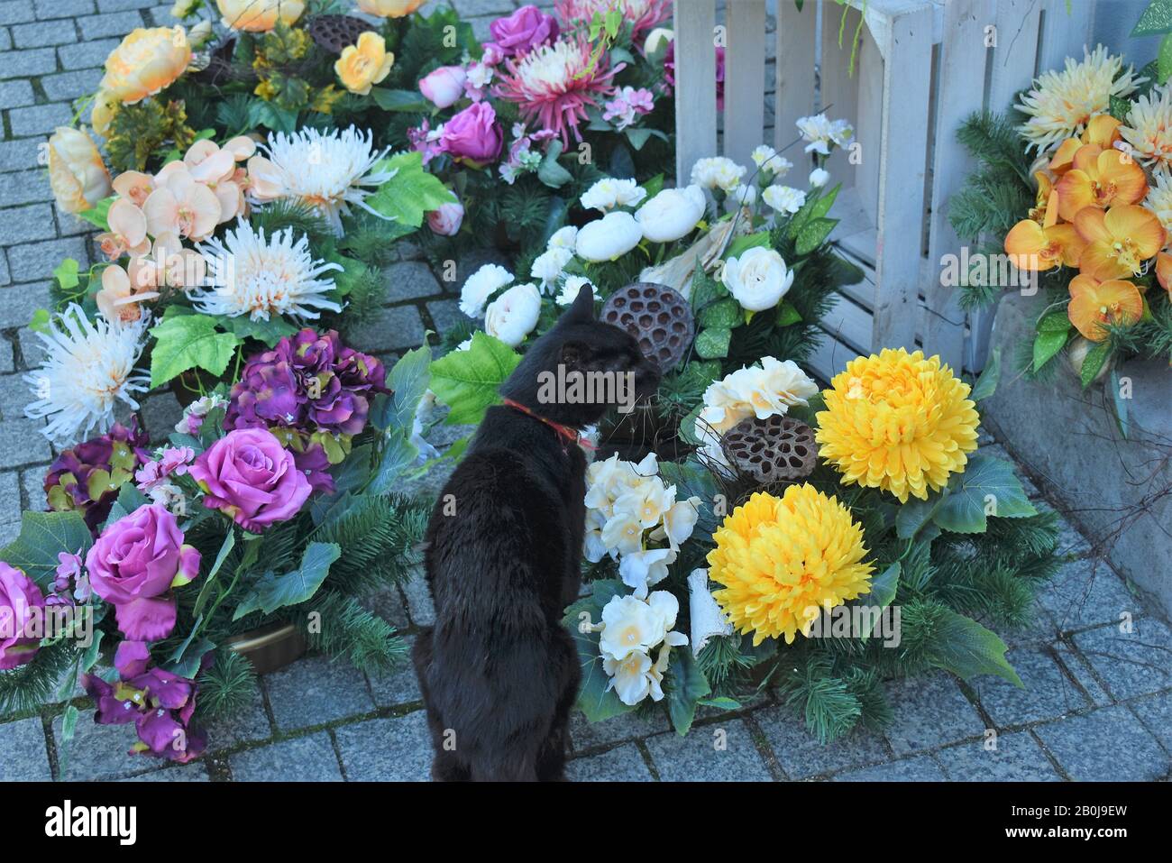 flowers and cat Stock Photo