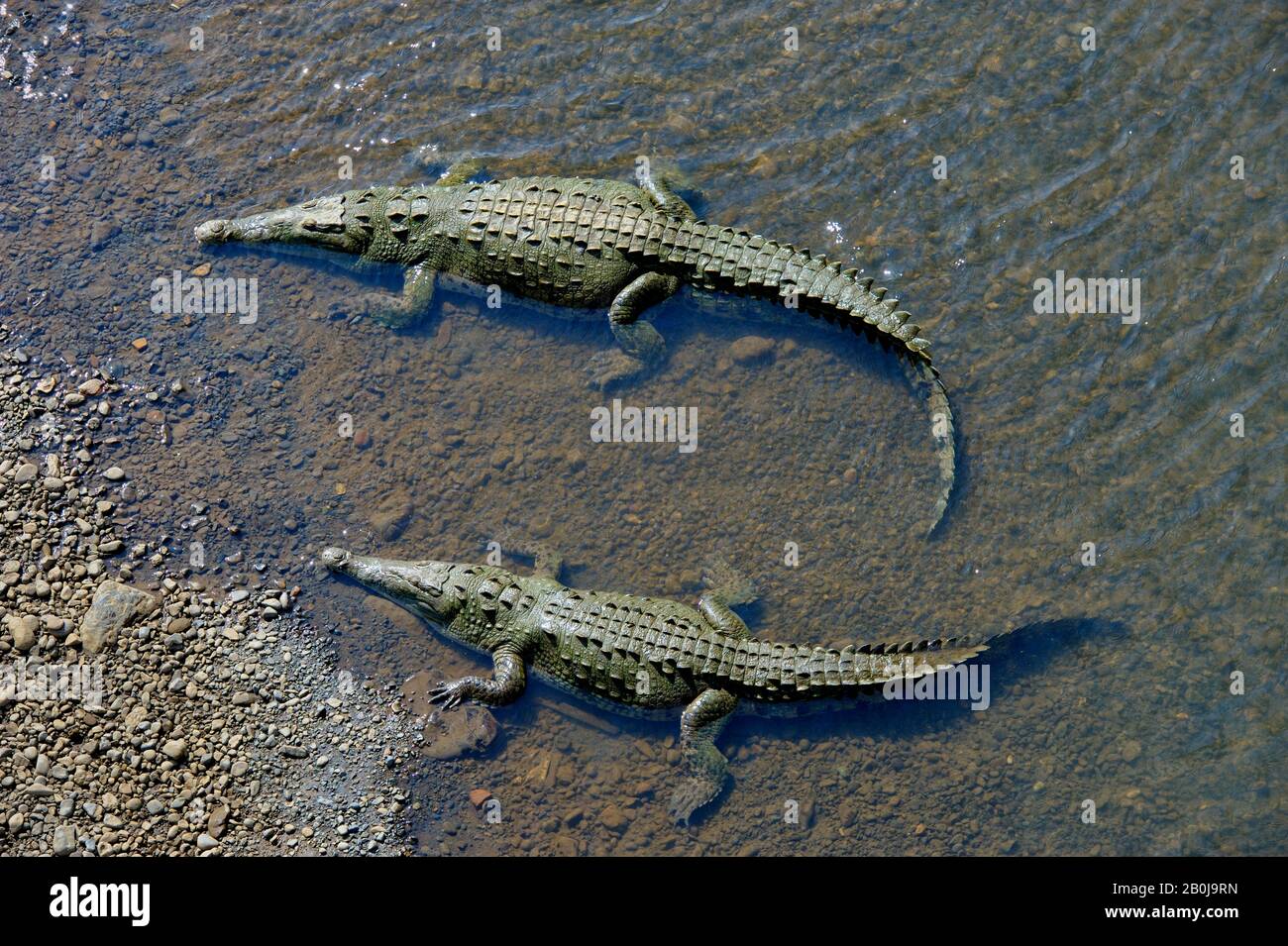 COSTA RICA, RIO TARCOLES, AMERICAN CROCODILES (Crocodylus acutus) IN RIVER Stock Photo