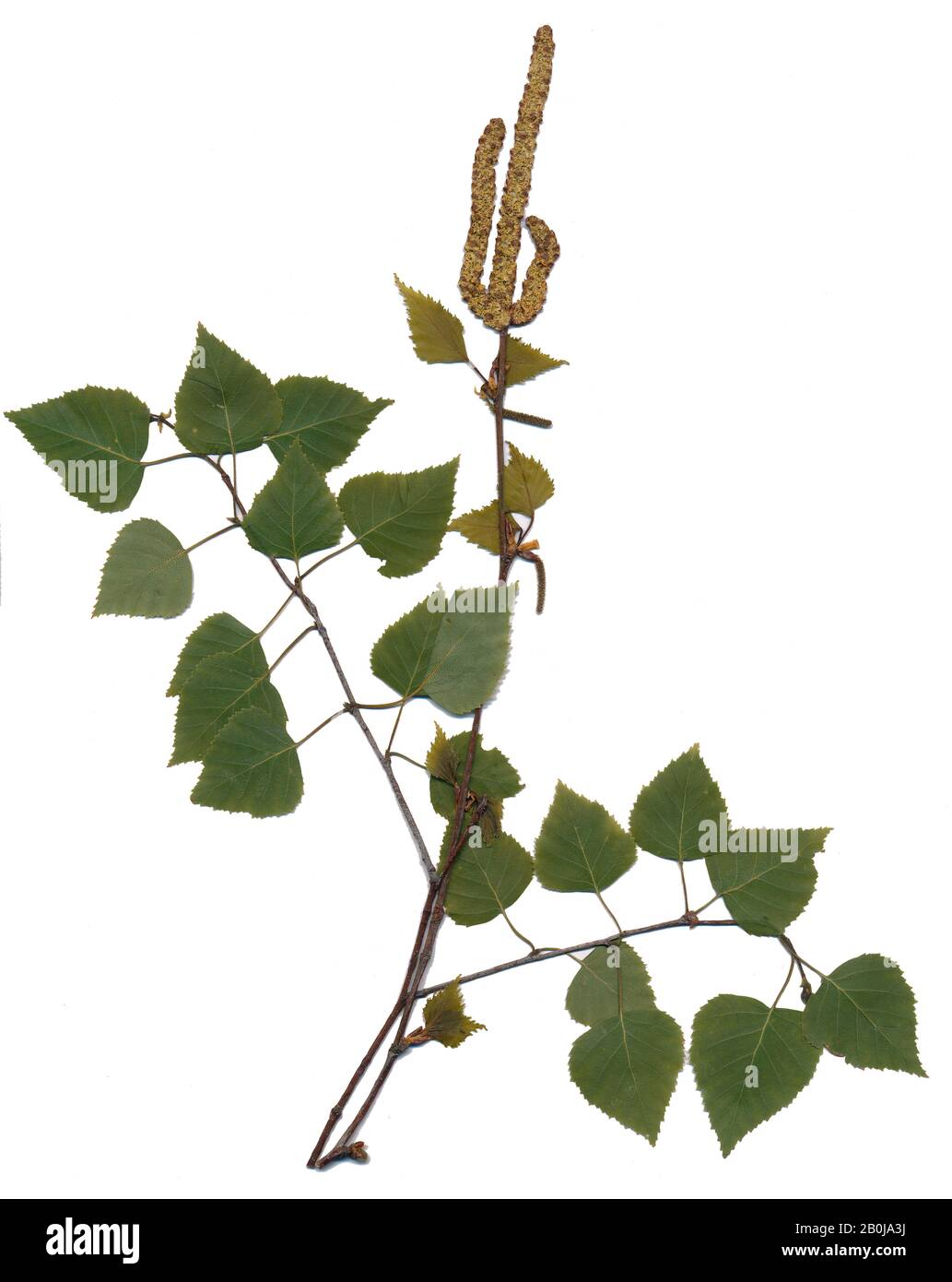 Herbarium, birch, tree, plants, nature, leaves, birke, baum, bäume, wald Stock Photo