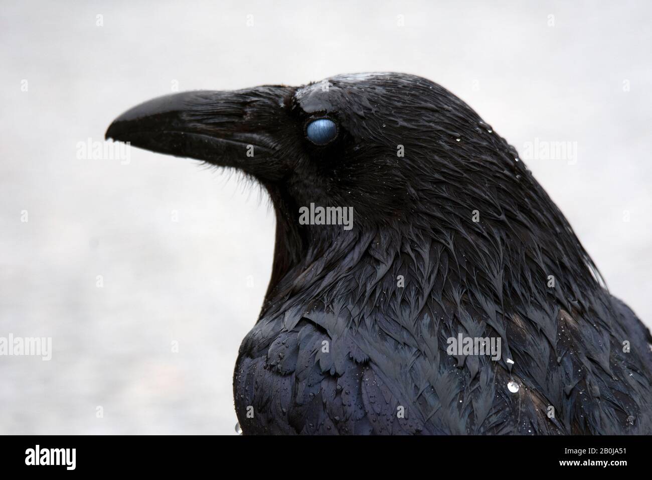 Common raven, Corvus corax, Jasper National Park, Alberta, Canada Stock Photo