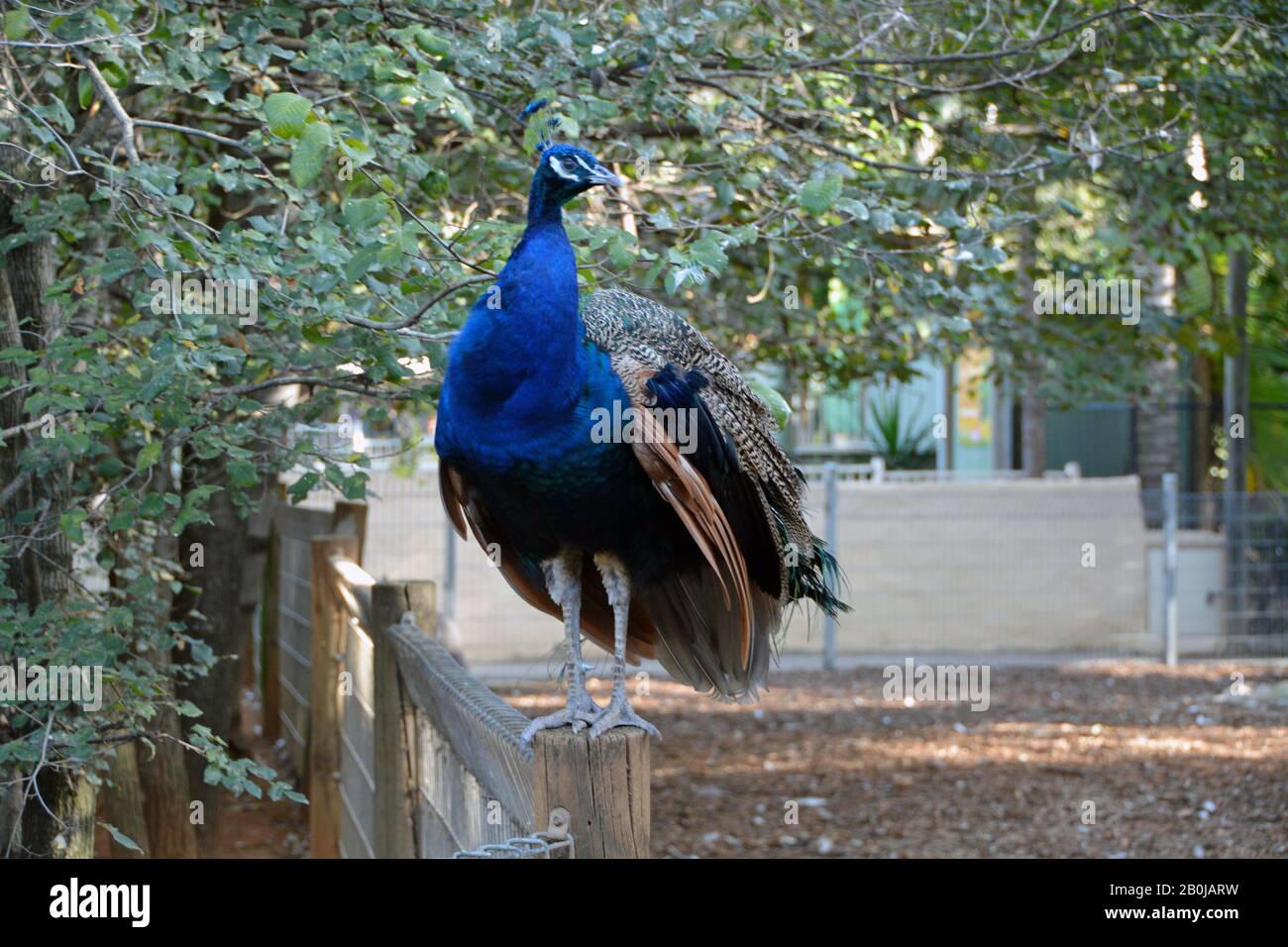 Peacock in Australia Stock Photo Alamy