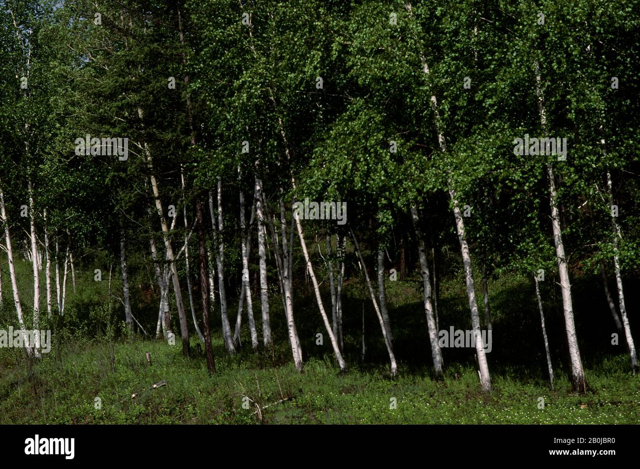 Russia siberia birch birch tree hi-res stock photography and images - Alamy