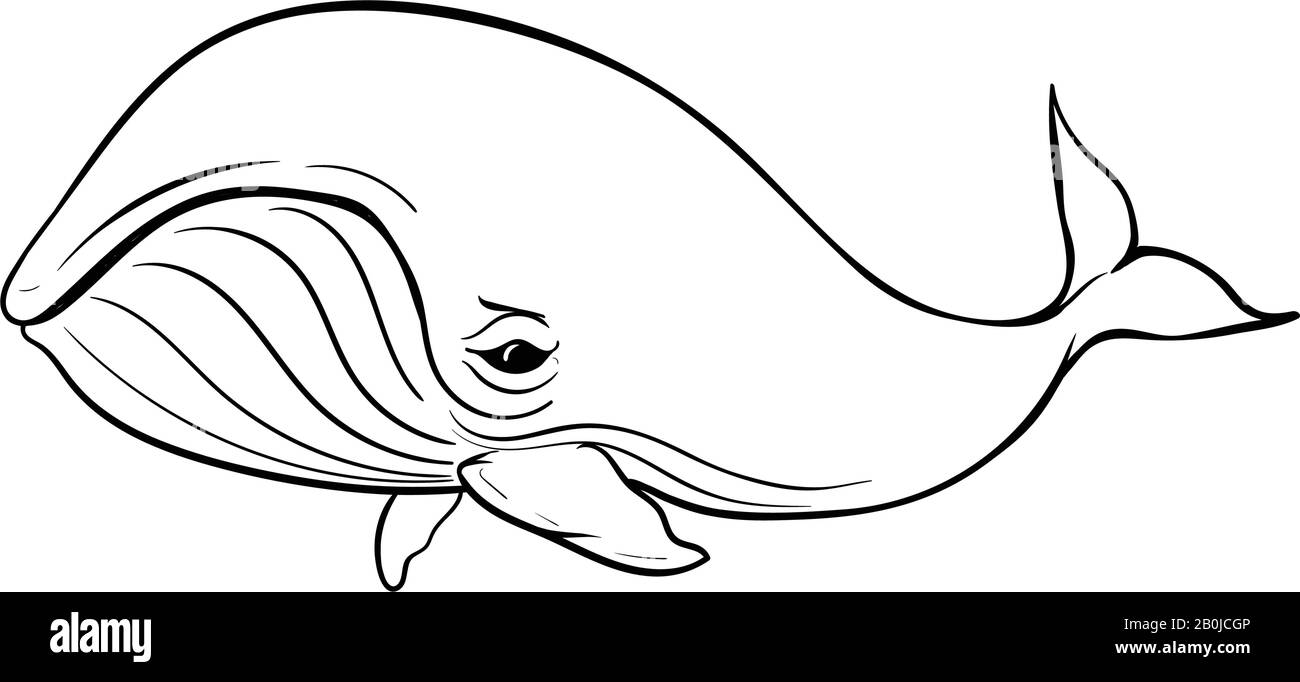vector illustration of a humpback whale on white background with black outline for kids and coloring book Stock Vector