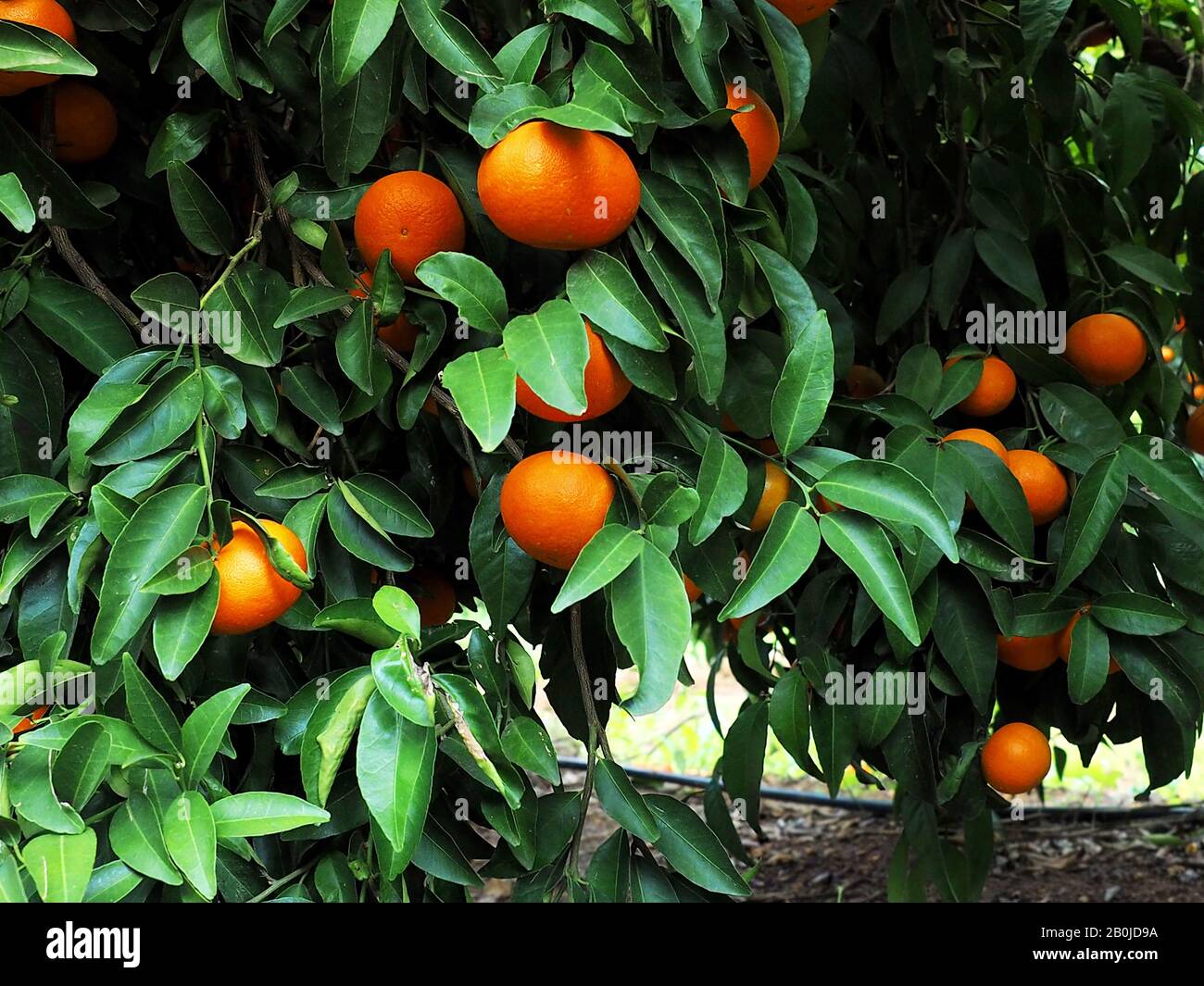 Fresh ripe tangerines in dense foliage. Stock Photo