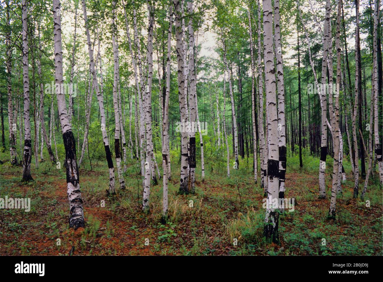 Russia siberia birch birch tree hi-res stock photography and images - Alamy