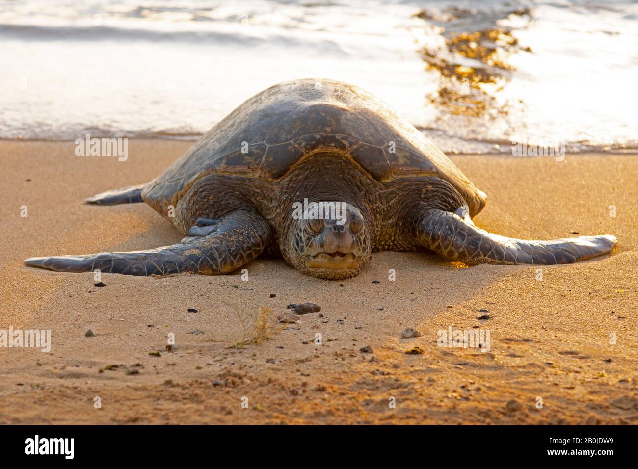 Green sea turtle, Chelonia mydas, basks on Poipu Beach at sunset, Kauai, Hawaii, USA Stock Photo