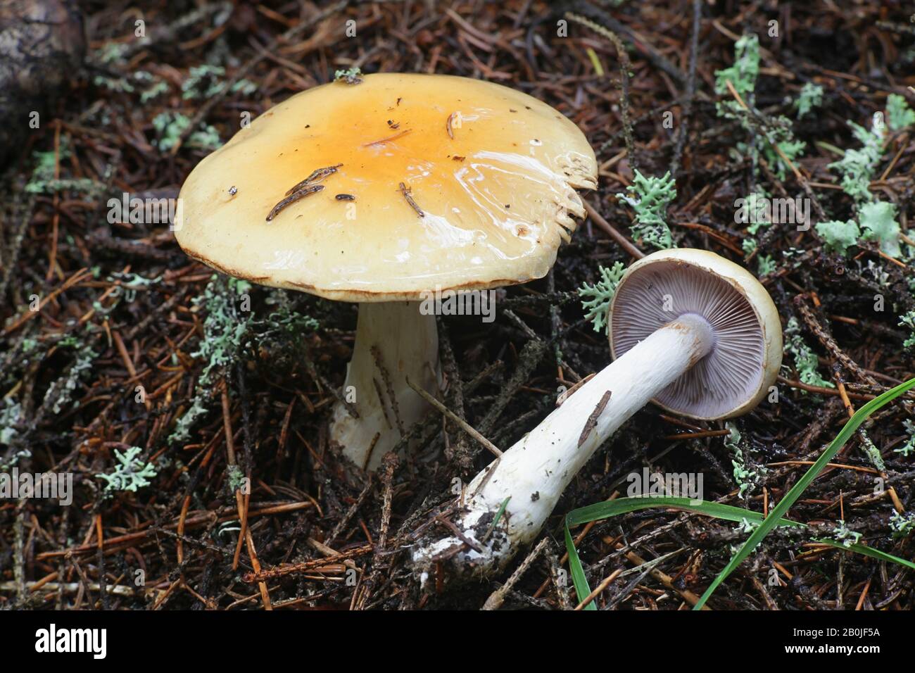 Cortinarius aureopulverulentus, a webcap mushroom with no common english name Stock Photo