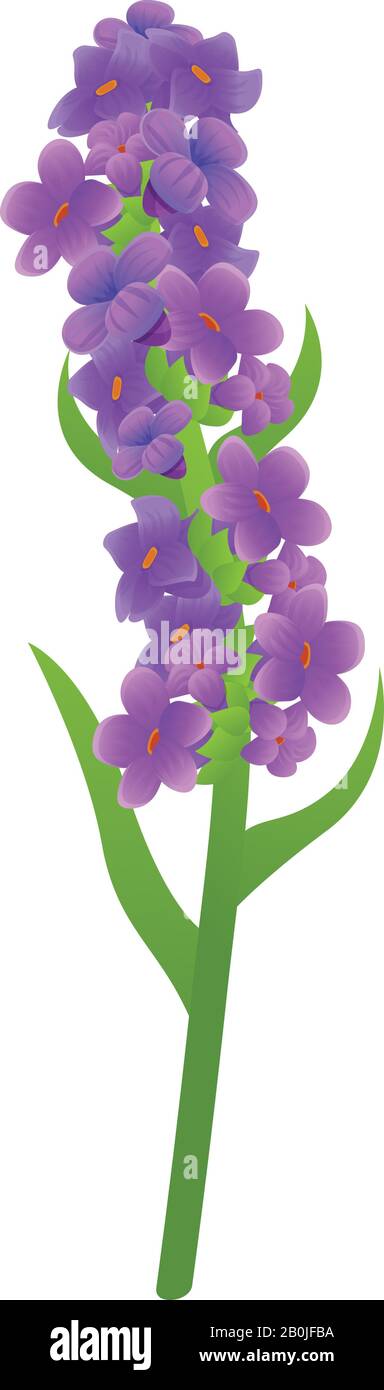Lavender plant icon. Cartoon of lavender plant vector icon for web design  isolated on white background Stock Vector Image & Art - Alamy