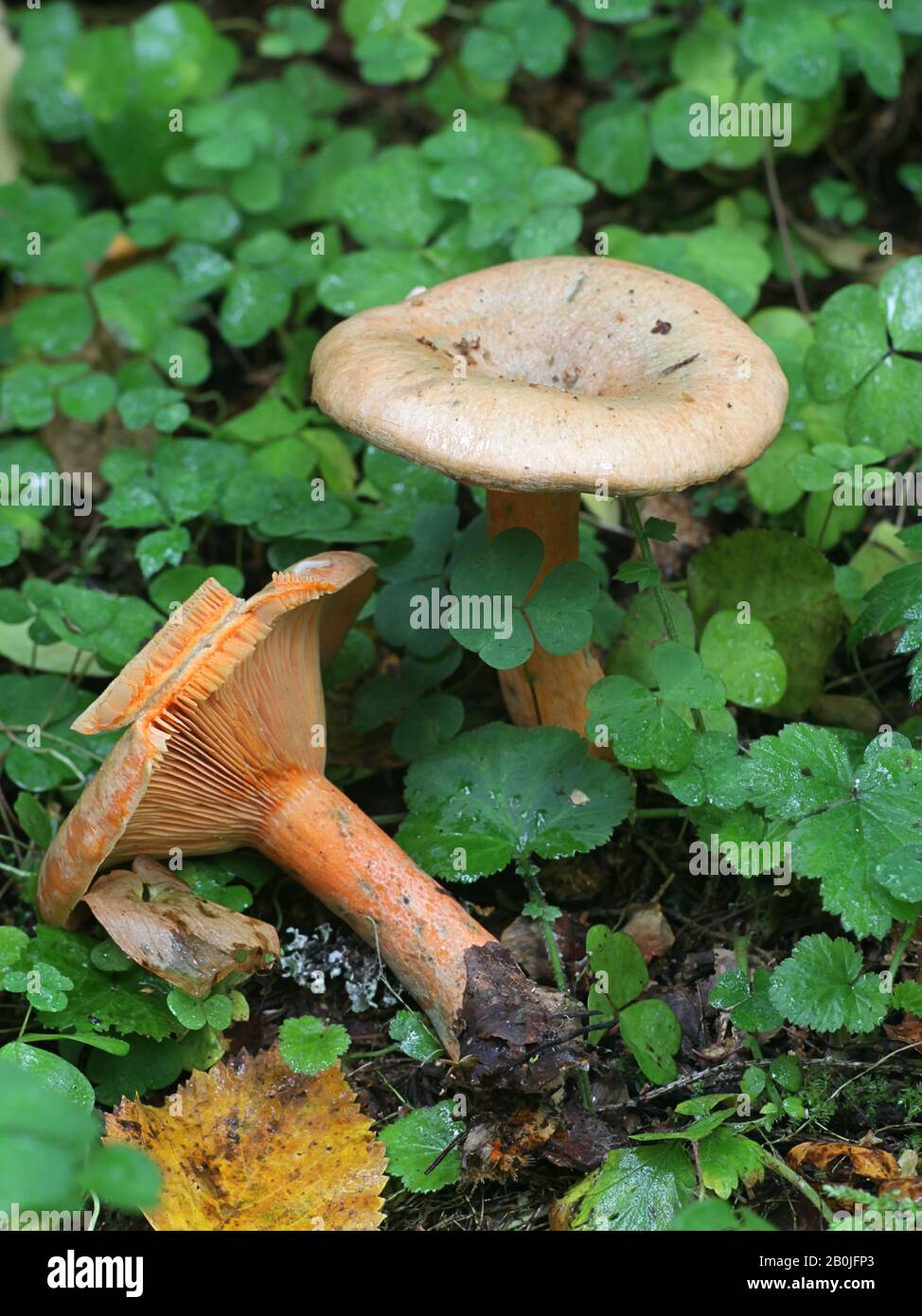 Lactarius deterrimus, known as false saffron milkcap or orange milkcap  Stock Photo - Alamy